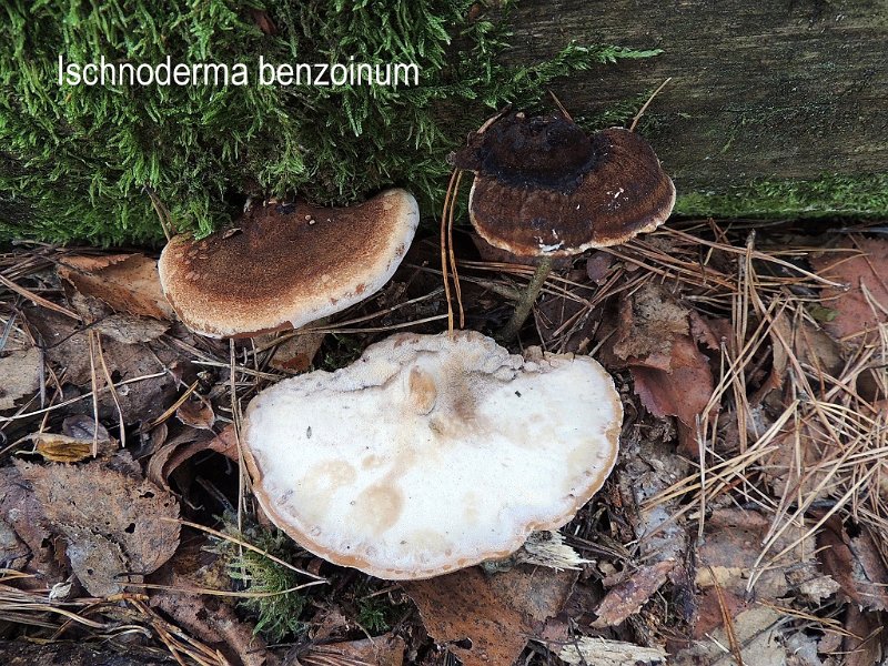 Ischnoderma benzoinum-amf1516-1.jpg - Ischnoderma benzoinum ; Syn1: Ungulina fuliginosa ; Syn2: Polyporus benzoinus ; Non français: Polypore balsamique. Polypore à odeur de benjoin